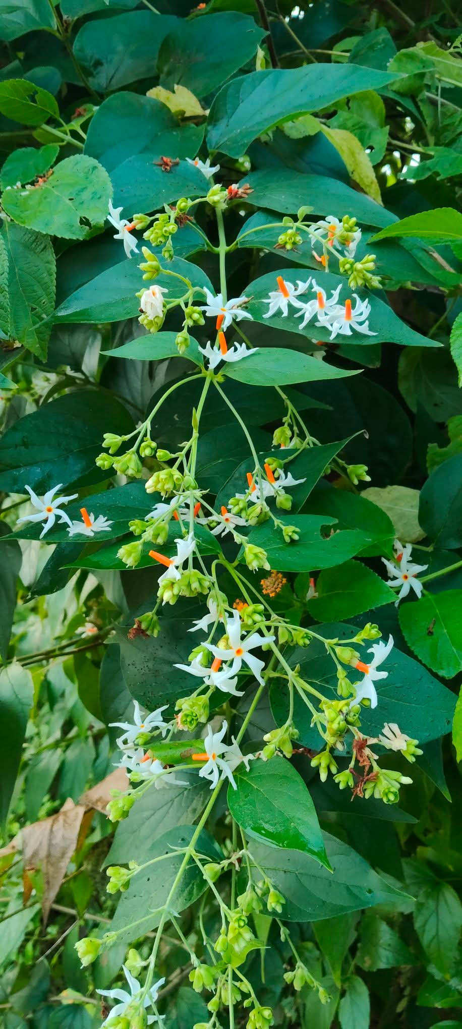 आध्यात्मिक ज्ञान मे आज आप देखे प्रकृति का बरदान पारिजात के बृक्ष के बारे मे आवश्यक जानकारी देखने के लिए नीचेदीगई लिक पर क्लिक करें-डा०-दिनेश कुमार शर्मा चीफ एडीटर एम.बी.न्यूज-24💐💐💐💐💐💐💐💐